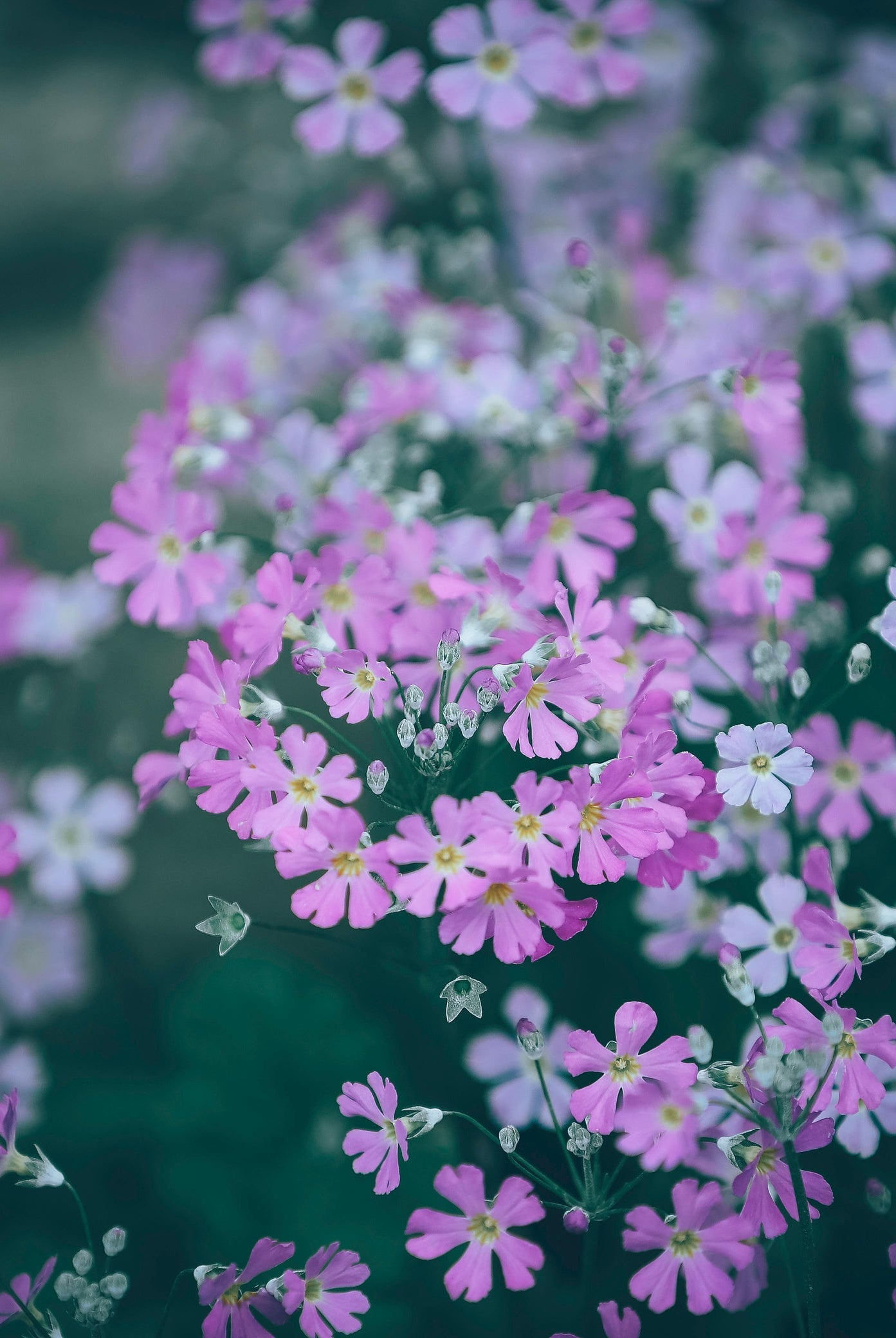 How to Sow Night-Flowering Catchfly: A Guide to Evening Garden Beauty