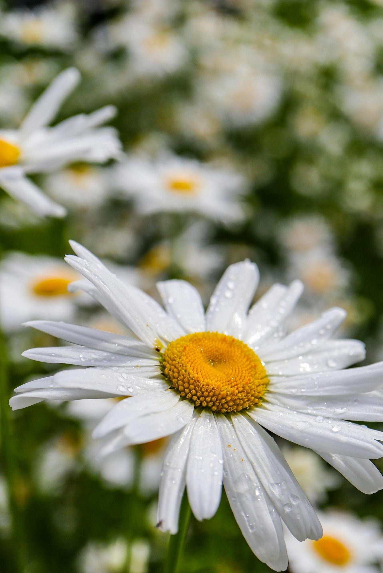 The Ultimate Guide to Planting Ox-eye Daisies: Brighten Your Garden with These Delightful Wildflowers