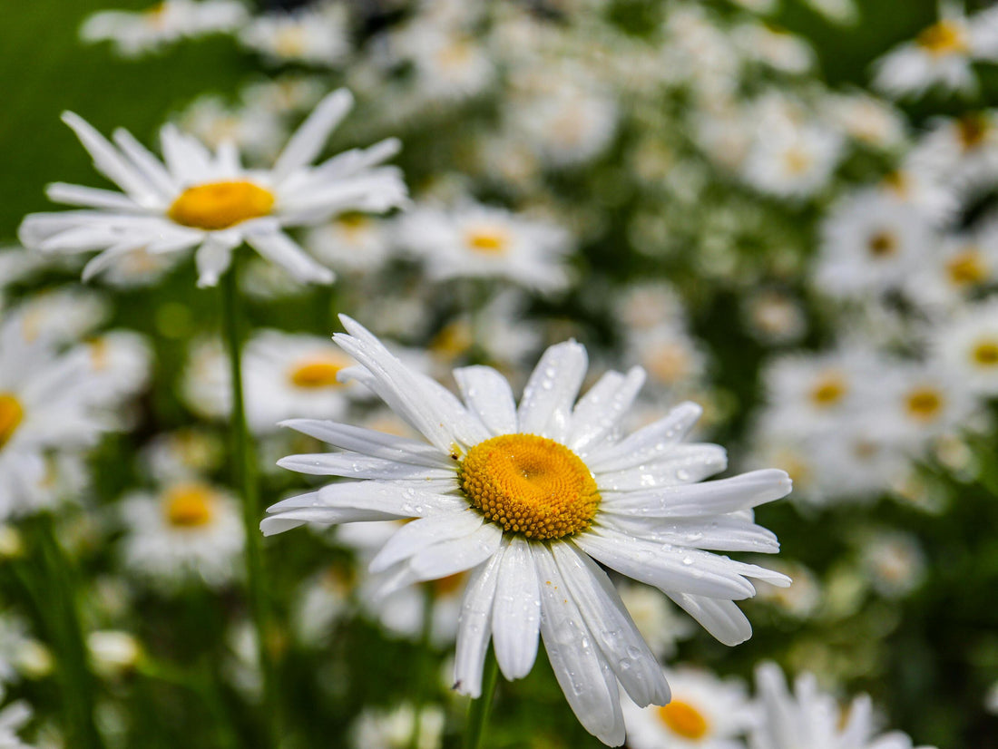 The Ultimate Guide to Planting Ox-eye Daisies: Brighten Your Garden with These Delightful Wildflowers