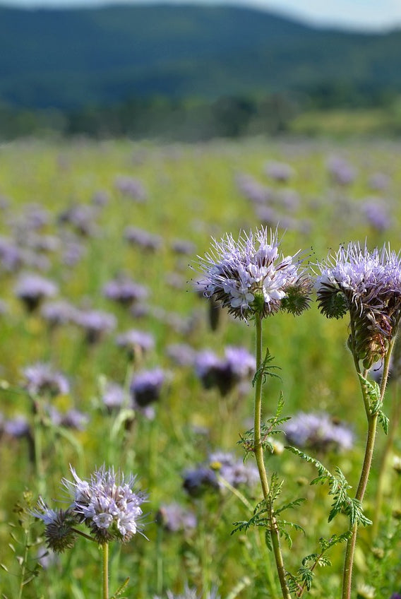Everything You Need to Know About Planting and Growing Phacelia for a Flourishing Meadow