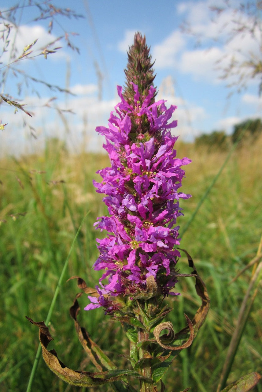 How to Successfully Plant and Care for Purple Loosestrife