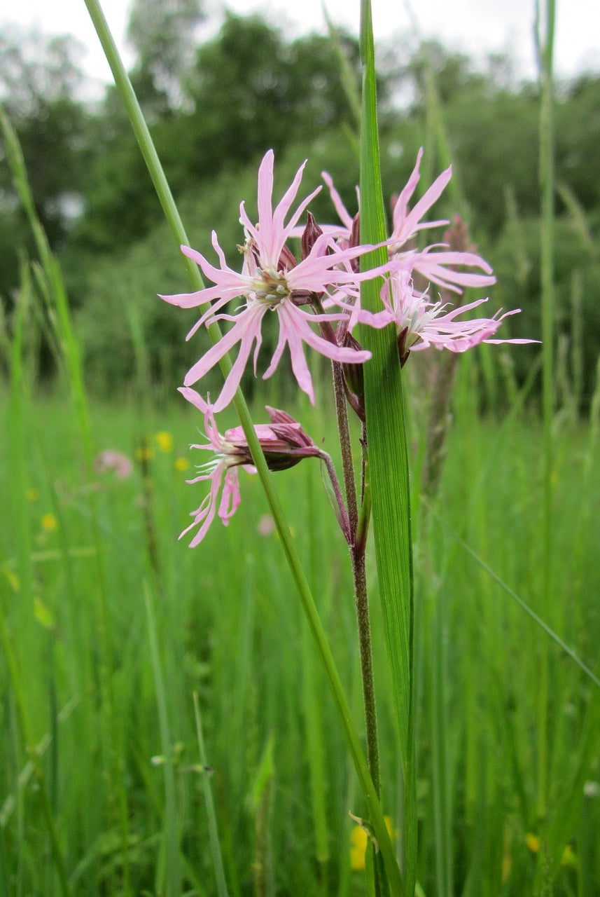 How to Plant and Grow Ragged Robin: The Ultimate Handbook for Wildflower Enthusiasts!