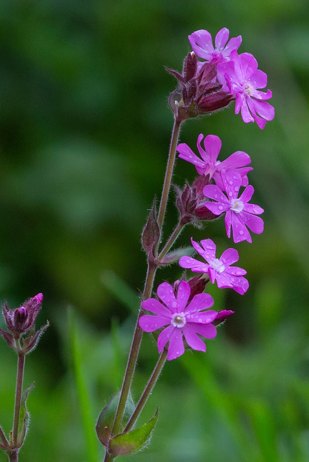 Your Ultimate Wildflower Guide: Planting and Growing Red Campion