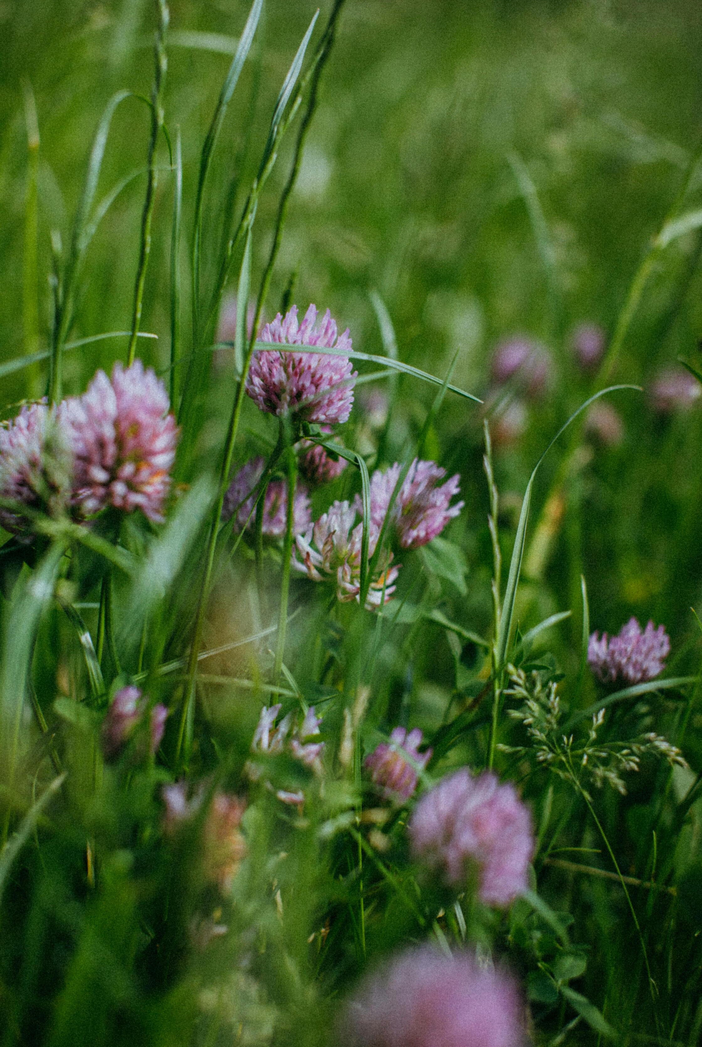 Essential Guide to Planting Red Clover for Soil Health and Forage