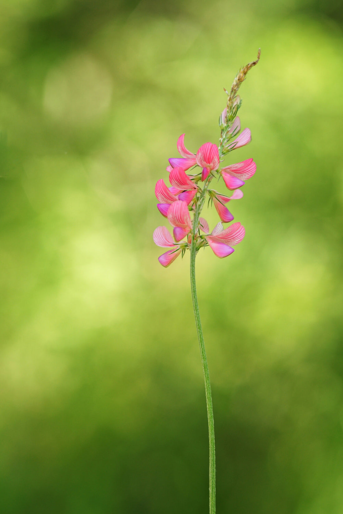 An Introduction to Sainfoin. How and Why You Should Plant This Native Beauty.