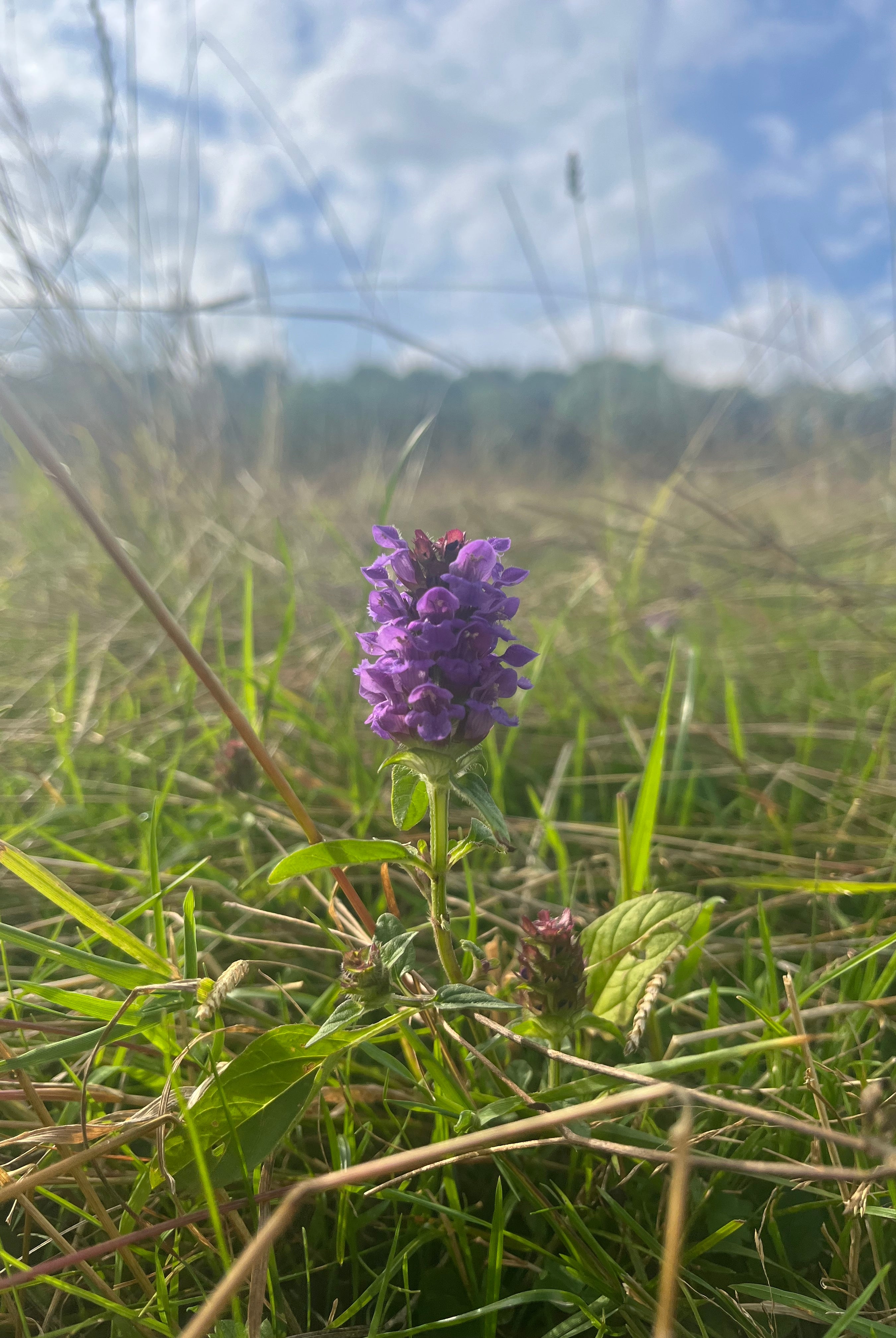 Unlock the Healing Powers of Your Garden: A Guide to Planting Self-Heal