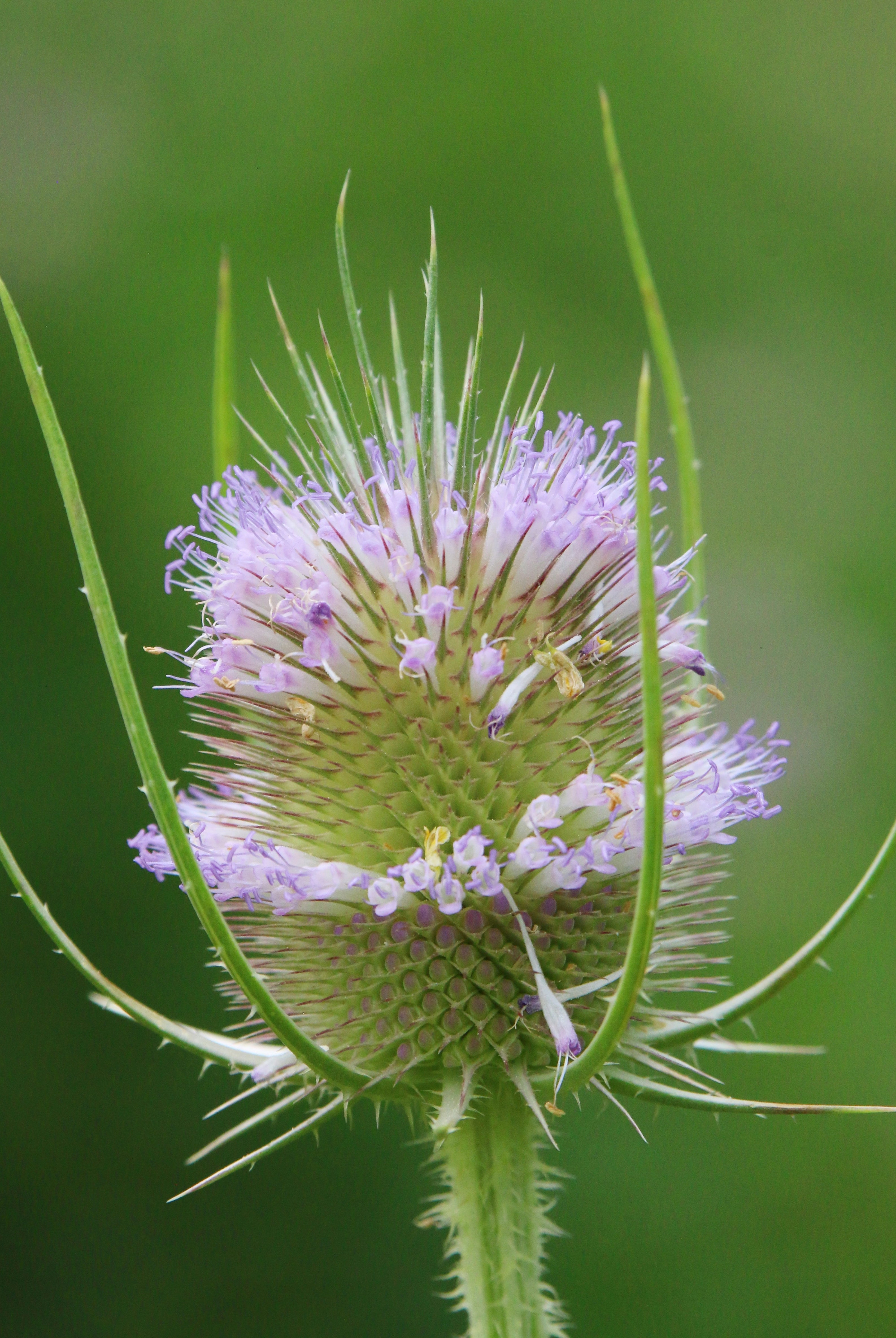 How to Plant and Grow Wild Teasel: A Must Read Guide for Wild Gardeners