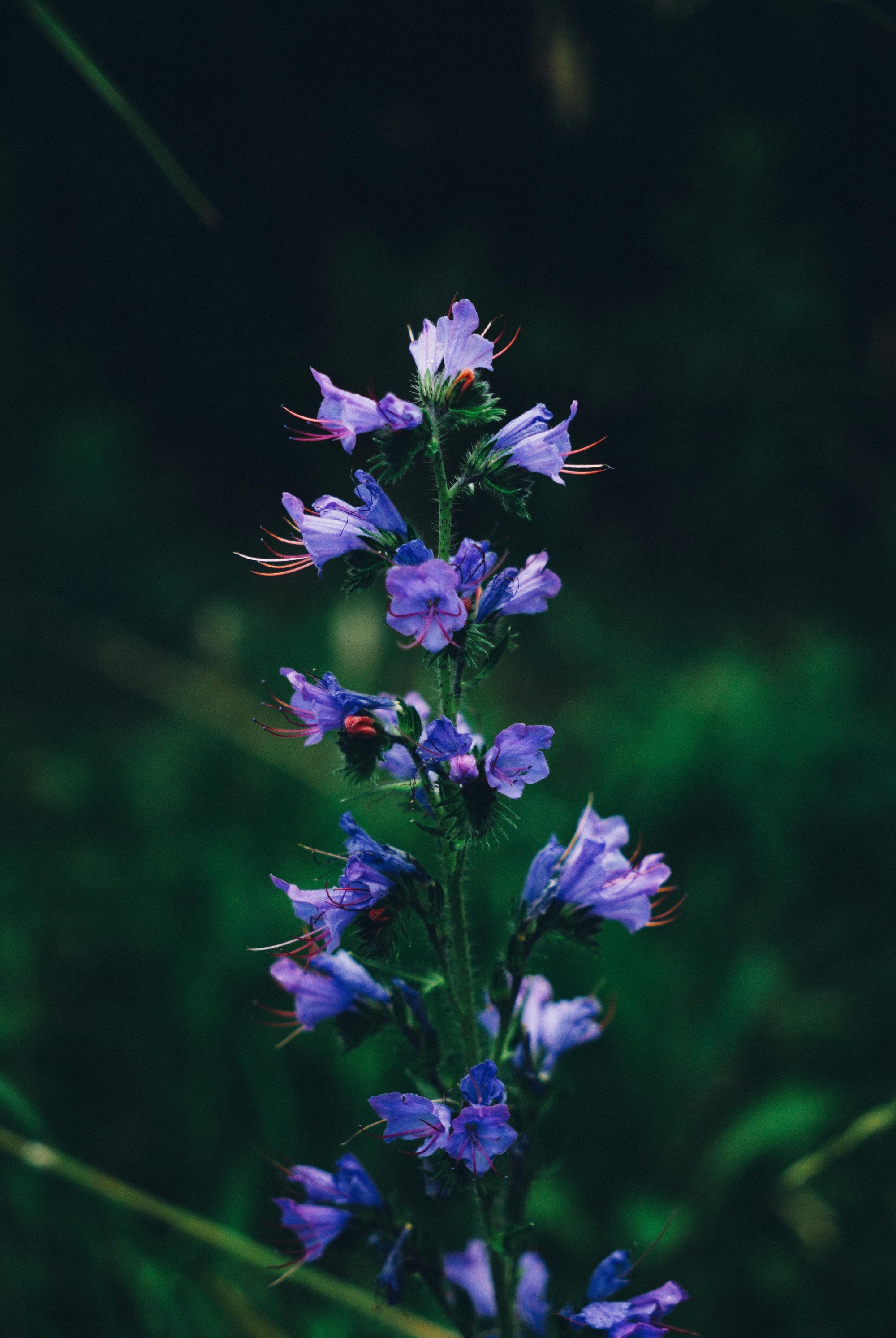 Planting Viper’s Bugloss: A Guide to Beautiful Blooms and Beneficial Wildlife