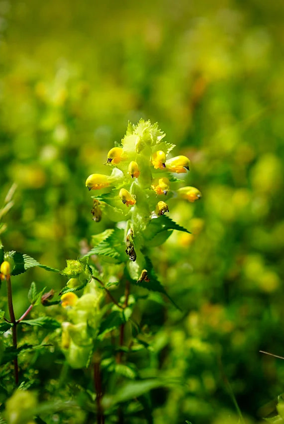 The Ultimate Guide to Planting Yellow Rattle: A British Gardener's Handbook