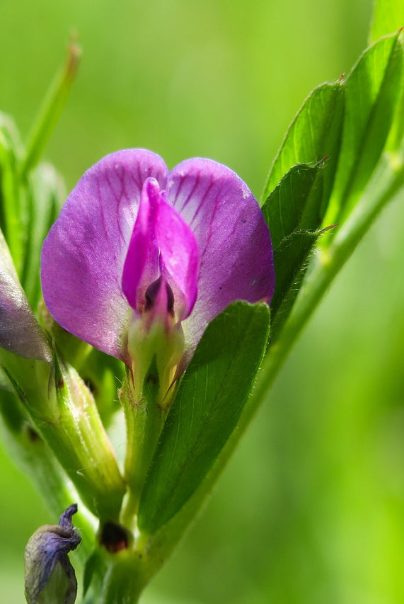 Grow Your Garden’s Potential: A Comprehensive Guide to Sowing Common Vetch