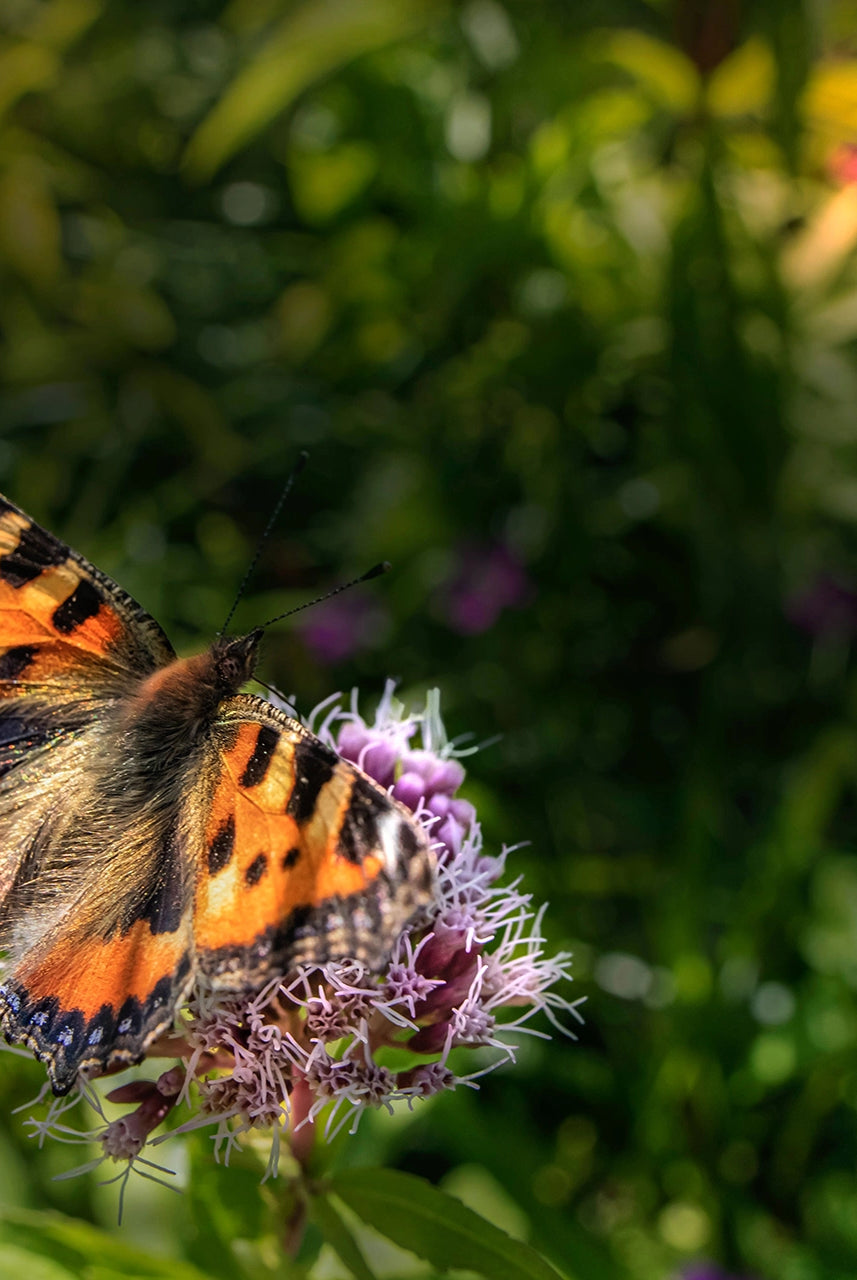 Global Biodiversity Credits Roadmap: Revolutionising Nature Conservation.