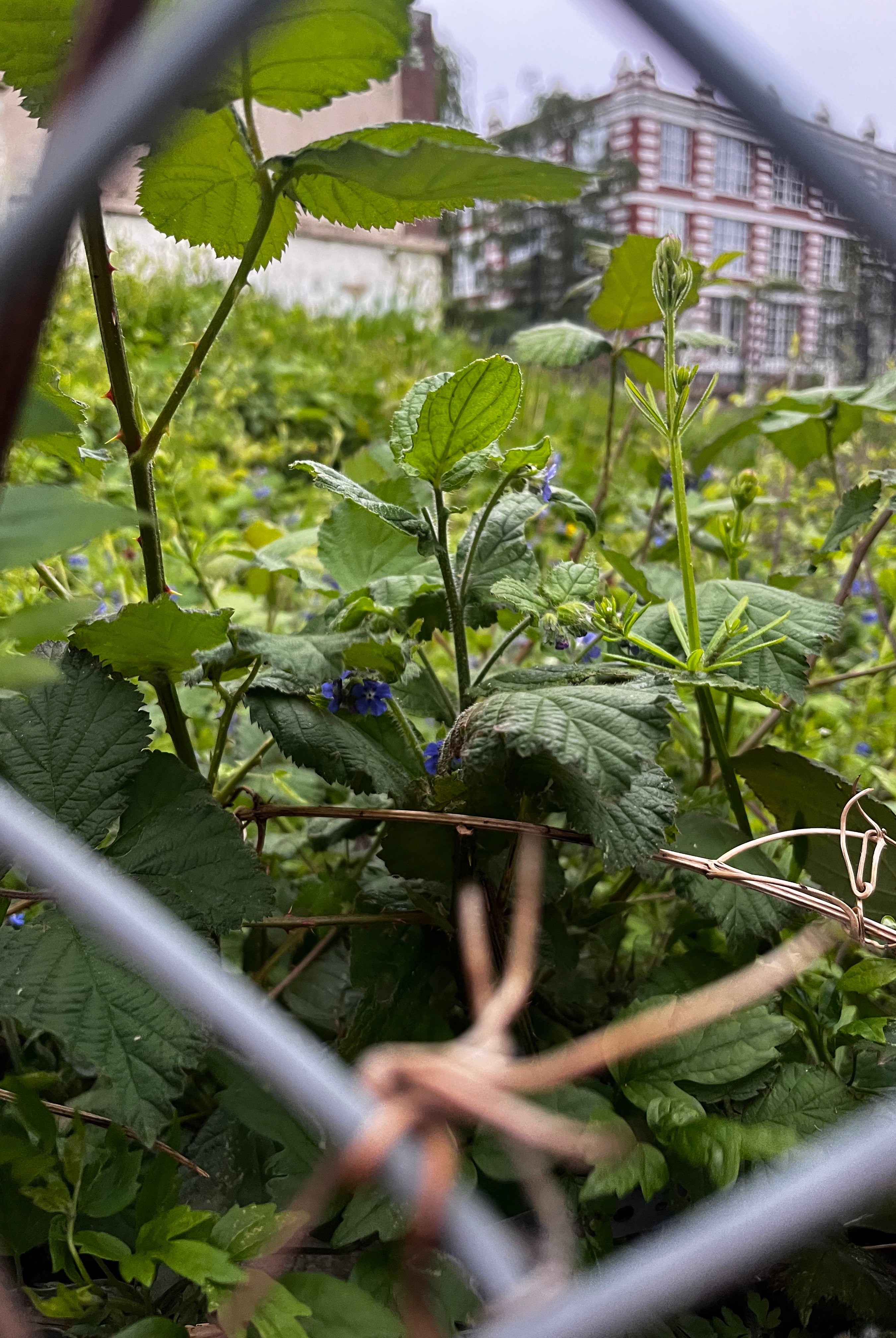How Do I Revive a Neglected Wildflower Garden?