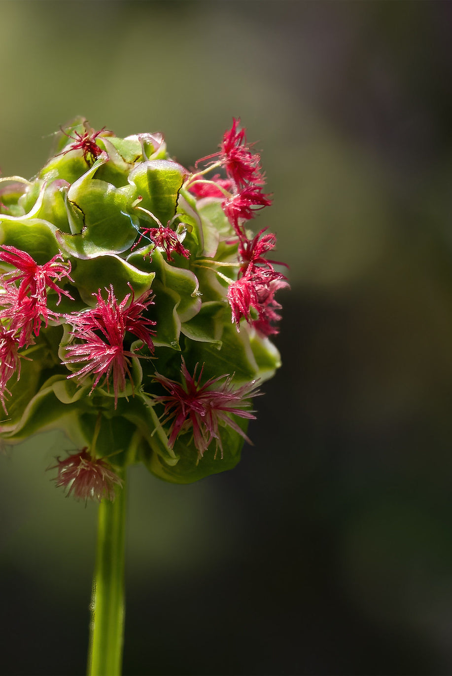 Grow Your Own Green Delight: A Guide to Planting Salad Burnet in Your Garden