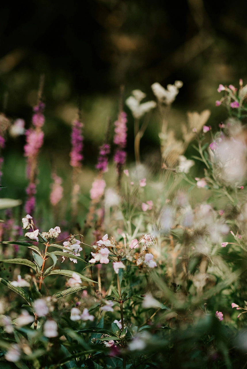 When to sow a meadow?