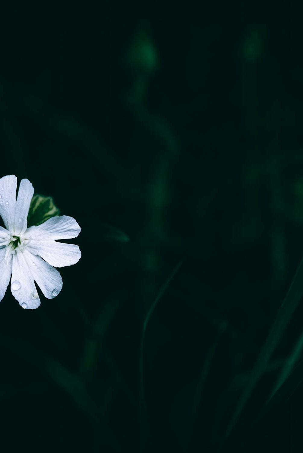 Planting White Campion: A Step-by-Step Guide to Growing This Graceful Flower