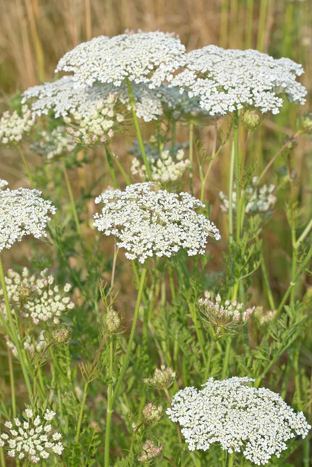 Discover the Charm of Wild Carrot: A Manual to Planting and Growing