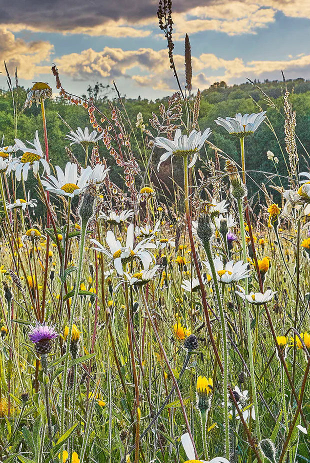 When is the Best Time to Plant a wild flower meadow in the UK?