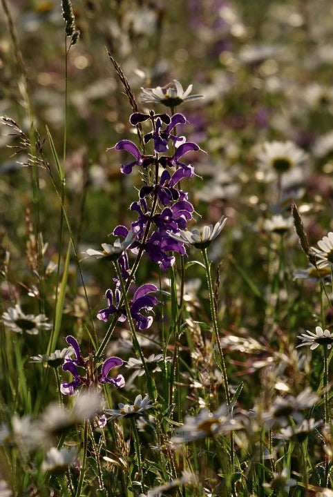 british wild flower seeds, british wildflower seeds, uk wildflower seeds, growing wildflowers, plant wildflower seeds, planting wildflower seeds, wildflower meadow