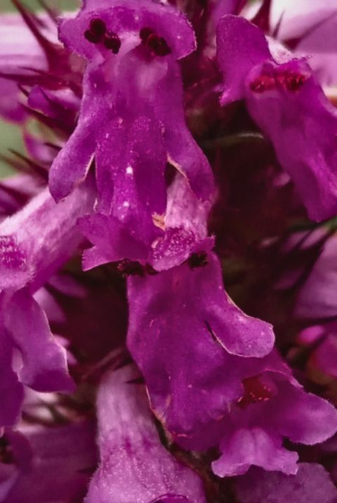 british wild flower seeds, british wildflower seeds, uk wildflower seeds, smashed potatoes, smash potatoes, potato recipe smashed, betony