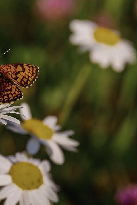 british wild flower seeds, british wildflower seeds, uk wildflower seeds, growing wildflowers, plant wildflower seeds, planting wildflower seeds, biodiversity credits