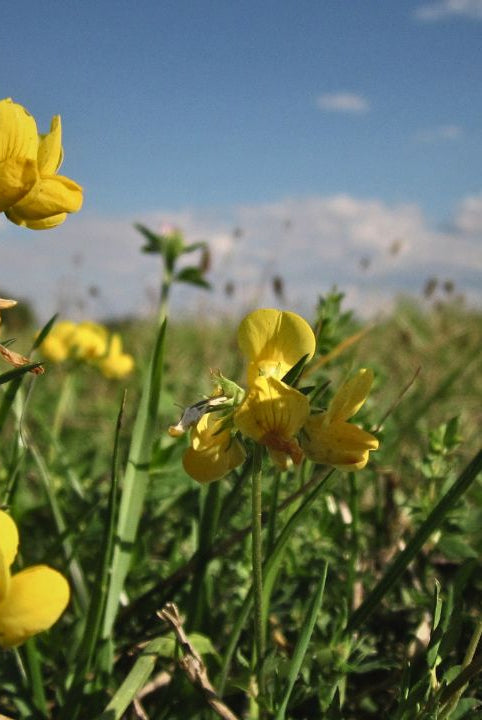 “british wild flower seeds, british wildflower seeds, uk wildflower seeds, syrup, syrup recipe, sugar syrups, birdsfoot trefoil”