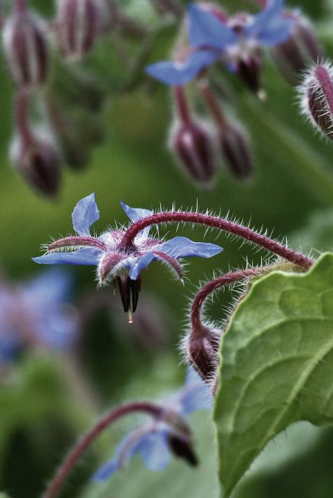 british wild flower seeds, british wildflower seeds, uk wildflower seeds, Summer Cooler, refreshing drinks, Summer drinks, borage