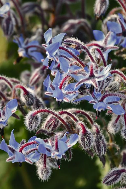 british wild flower seeds, british wildflower seeds, uk wildflower seeds, feta toast, Feta on Toast, Feta cheese on Toast, borage