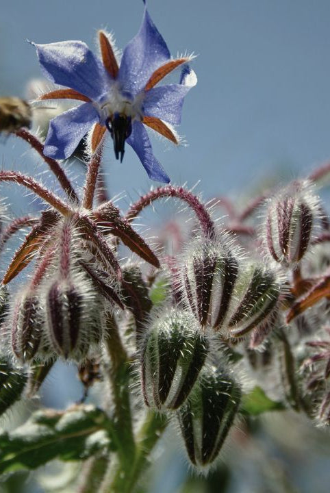 british wild flower seeds, british wildflower seeds, uk wildflower seeds, Ice Cubes, flavoured ice cubes, flavoured ice, borage