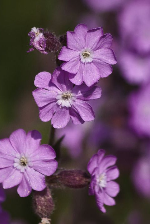 british wild flower seeds, british wildflower seeds, uk wildflower seeds, sugar, sweetener, red campion