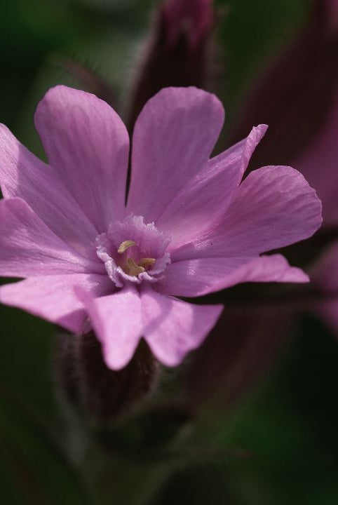 british wild flower seeds, british wildflower seeds, uk wildflower seeds, Ice Cream Sandwich, sandwich ice cream, Ice Cream Sandwich recipe, red campion