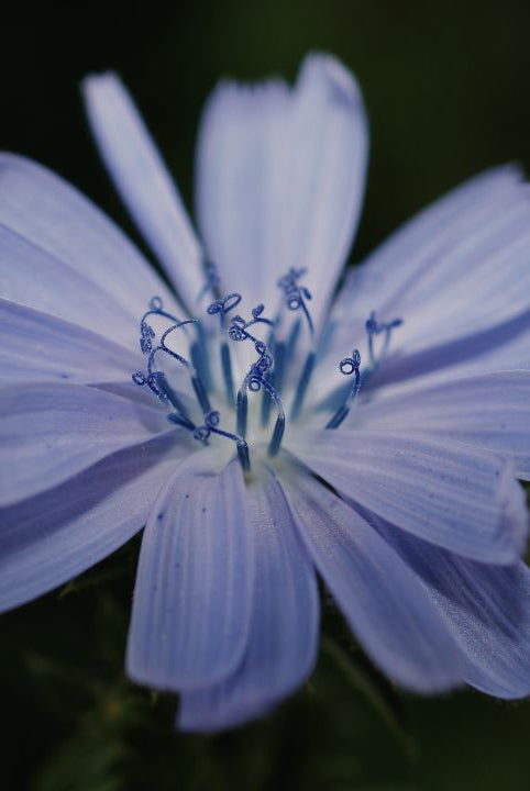 british wild flower seeds, british wildflower seeds, uk wildflower seeds, mocktail, mocktail recipe, recipes for mocktails, chicory