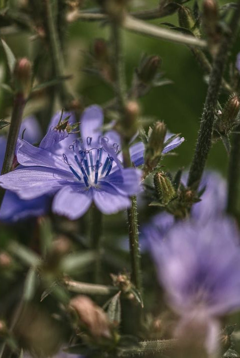 british wild flower seeds, british wildflower seeds, uk wildflower seeds, Crostini, Crostini recipes, Crostinis, chicory