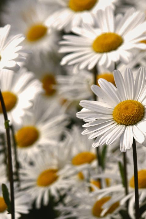 british wild flower seeds, british wildflower seeds, uk wildflower seeds, Lemon Shortbread, Shortbread recipe, Shortbread recipe basic, corn chamomile