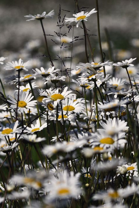 british wild flower seeds, british wildflower seeds, uk wildflower seeds, syrup, sugar syrup recipes, homemade simple syrup, corn chamomile