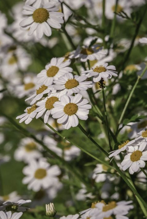 british wild flower seeds, british wildflower seeds, uk wildflower seeds, latte, latte recipe, cafe latte recipe, corn chamomile