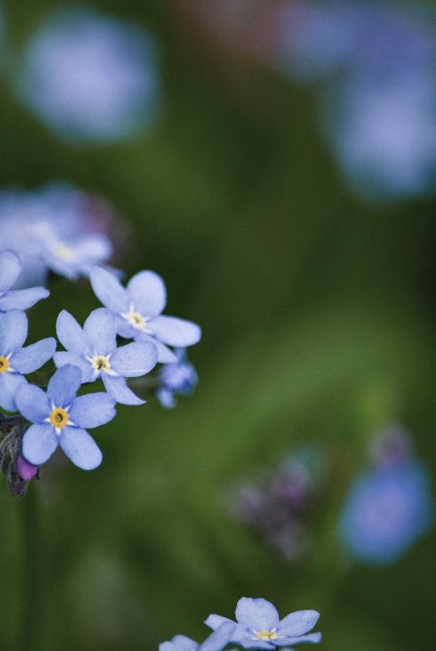 british wild flower seeds, british wildflower seeds, uk wildflower seeds, chocolate bark, bark chocolate recipe, bark chocolate, forget me not