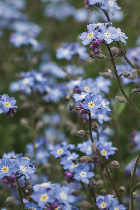 british wild flower seeds, british wildflower seeds, uk wildflower seeds, lemon bar, lemon bars, lemon bars recipe, forget me not