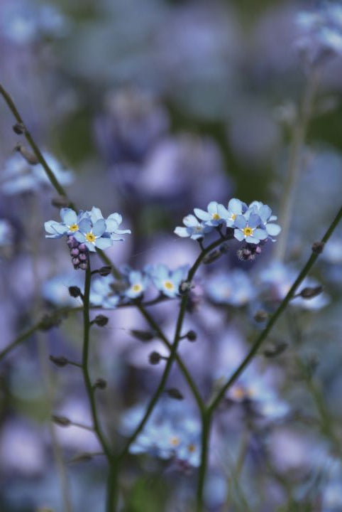 british wild flower seeds, british wildflower seeds, uk wildflower seeds, jelly, jelly recipe, recipe jelly, forget me not
