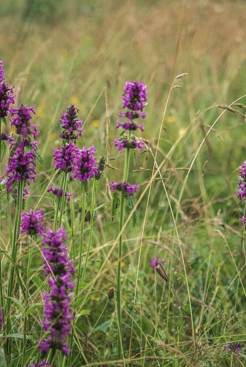 british wild flower seeds, british wildflower seeds, uk wildflower seeds, growing wildflowers, plant wildflower seeds, planting wildflower seeds, betony