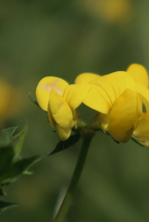 british wild flower seeds, british wildflower seeds, uk wildflower seeds, growing wildflowers, plant wildflower seeds, planting wildflower seeds, birdsfoot trefoil