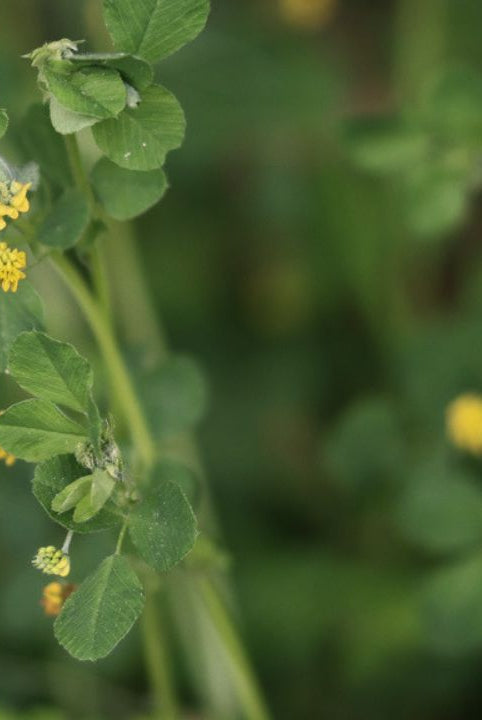 Ultimate Wildflower Guide: Planting and Growing Black Medick