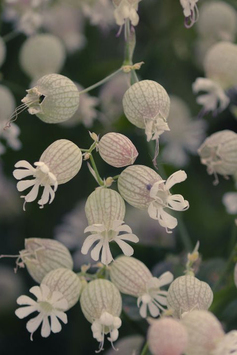 british wild flower seeds, british wildflower seeds, uk wildflower seeds, growing wildflowers, plant wildflower seeds, planting wildflower seeds, bladder campion