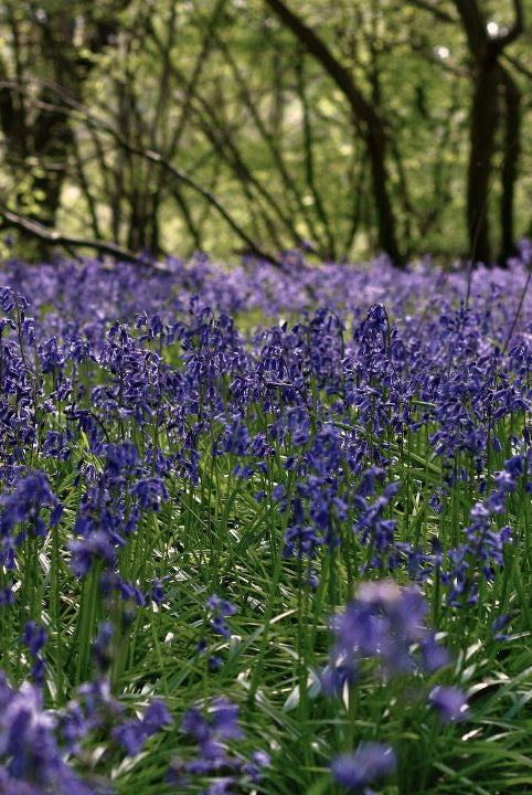 british wild flower seeds, british wildflower seeds, uk wildflower seeds, growing wildflowers, plant wildflower seeds, planting wildflower seeds, bluebells