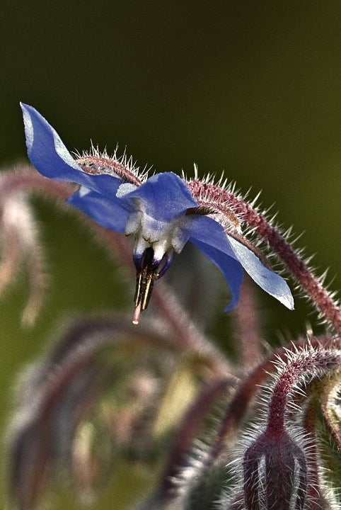 british wild flower seeds, british wildflower seeds, uk wildflower seeds, growing wildflowers, plant wildflower seeds, planting wildflower seeds, borage
