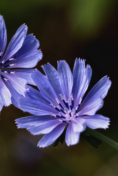 british wild flower seeds, british wildflower seeds, uk wildflower seeds, growing wildflowers, plant wildflower seeds, planting wildflower seeds, chicory