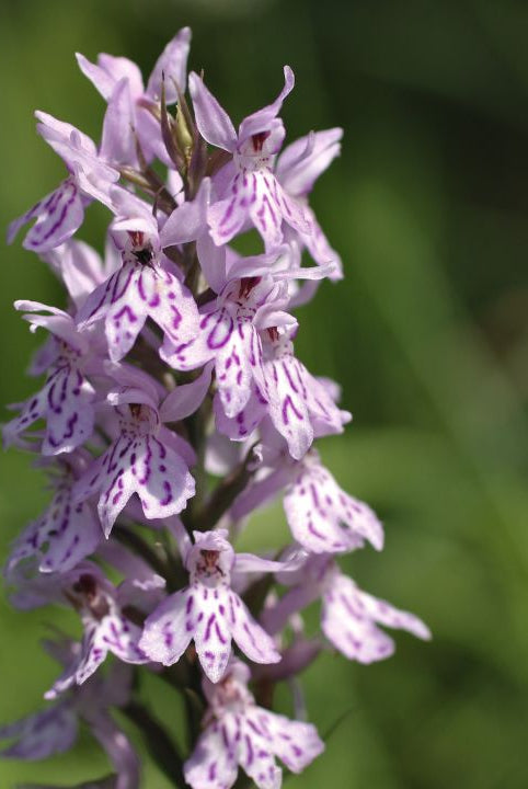 british wild flower seeds, british wildflower seeds, uk wildflower seeds, growing wildflowers, plant wildflower seeds, planting wildflower seeds, common spotted orchid