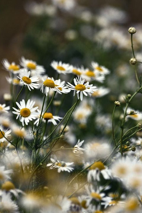 Ultimate Wildflower Guide: Planting and Growing Corn Chamomile