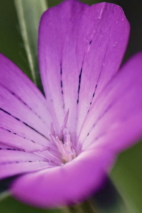 british wild flower seeds, british wildflower seeds, uk wildflower seeds, growing wildflowers, plant wildflower seeds, planting wildflower seeds, corncockle