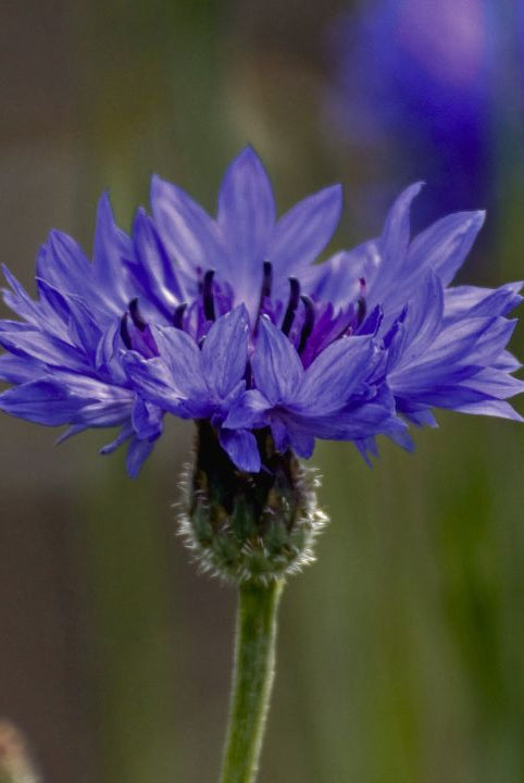 british wild flower seeds, british wildflower seeds, uk wildflower seeds, growing wildflowers, plant wildflower seeds, planting wildflower seeds, cornflower