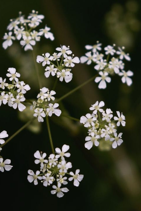 british wild flower seeds, british wildflower seeds, uk wildflower seeds, growing wildflowers, plant wildflower seeds, planting wildflower seeds, cow parsley